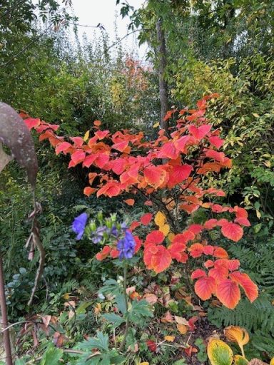 Laubfärbung im Herbst